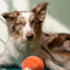 Upgraded Smart Vibration Pet Ball – 3 Intensity Modes, Flashing LED Lights & Remote Control