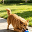 Pet Ball Q11 (5th Gen) – Rechargeable Interactive Toy with Remote Control, Flashing Light & 3 Vibration Modes for Dogs/Cats
