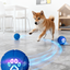 6.5cm TPU Bouncing & Rolling Dog Toy Ball – Interactive Puppy Exercise Toy