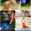 6.5cm TPU Bouncing & Rolling Dog Toy Ball – Interactive Puppy Exercise Toy