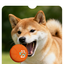 6.5cm TPU Bouncing & Rolling Dog Toy Ball – Interactive Puppy Exercise Toy