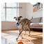 6.5cm TPU Bouncing & Rolling Dog Toy Ball – Interactive Puppy Exercise Toy