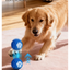 6.5cm TPU Bouncing & Rolling Dog Toy Ball – Interactive Puppy Exercise Toy