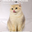 Automatic Self-Cleaning Litter Box – Live Video, Voice Chat, Multi-Cat Sensors & One-Button Sand Change